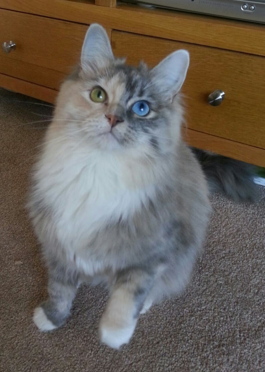 绿茵场上的乒乓弧圈,许昕领衔英格兰队逆转奥地利队