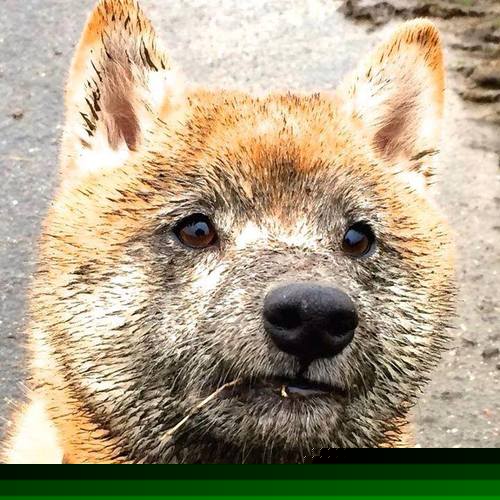 疾速与博弈,从F1街道赛看埃及的北非超车