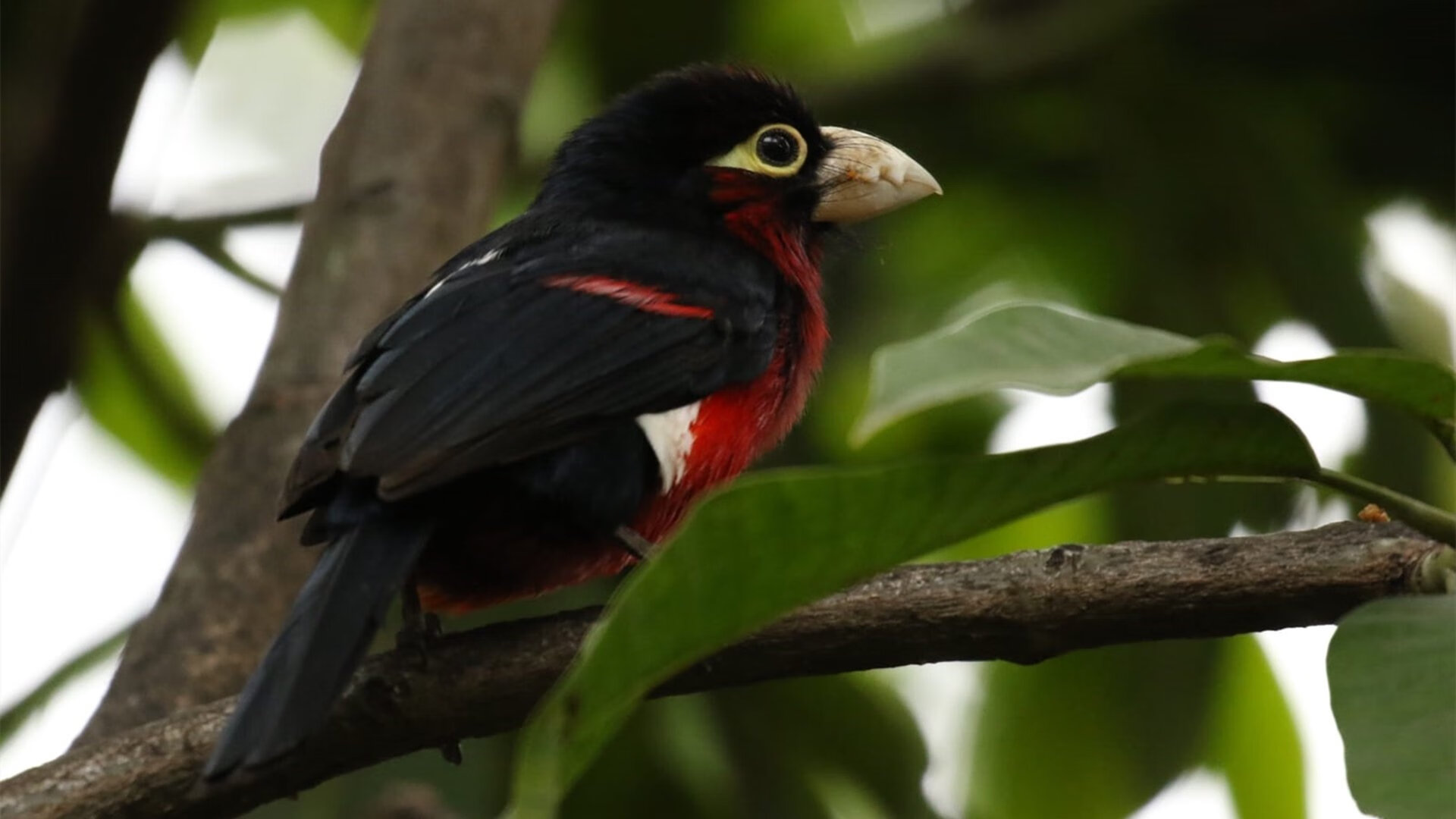 独家解码,卡马文加数据全面爆炸,皇马中场完胜尤文掌控全场