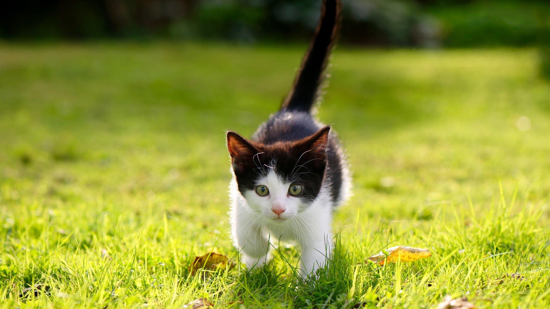 从大赛梦魇到不朽沙场,36岁的京多安如何以一脚击碎大场面心魔?