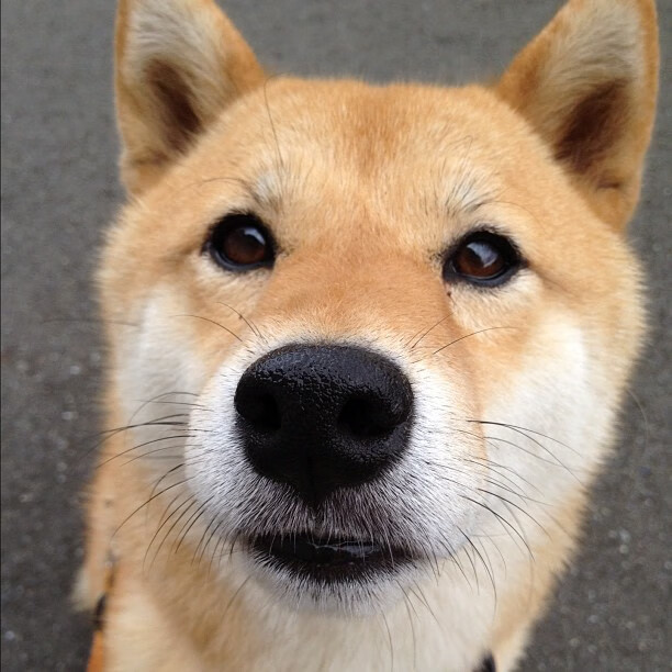 速度与激情的双重奏,F1新纪元揭幕战火星四溅,猛龙三分雨浇灭勇士反扑焰火