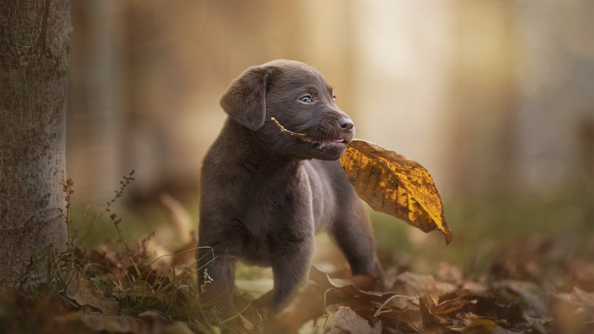 凡人登神，2021密尔沃基，雄鹿制霸魔术与字母哥的总决赛接管