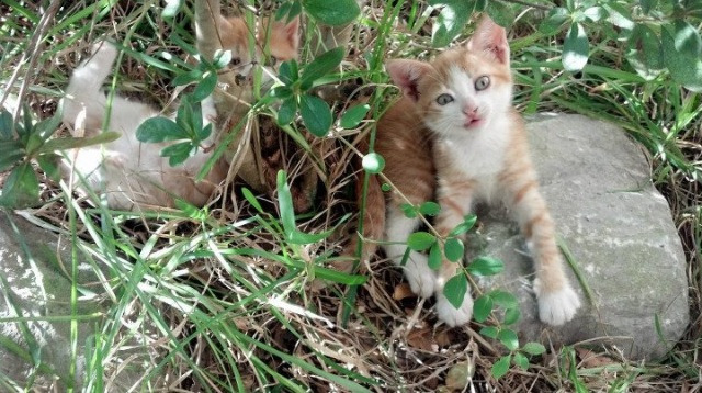 年度焦点之战，加拿大最后时刻绝杀威尔士，演绎橄榄球传奇