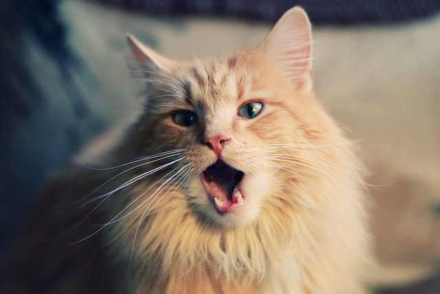 翱翔时刻！末节风暴彰显底蕴，关键先生杜兰特主宰胜负天平