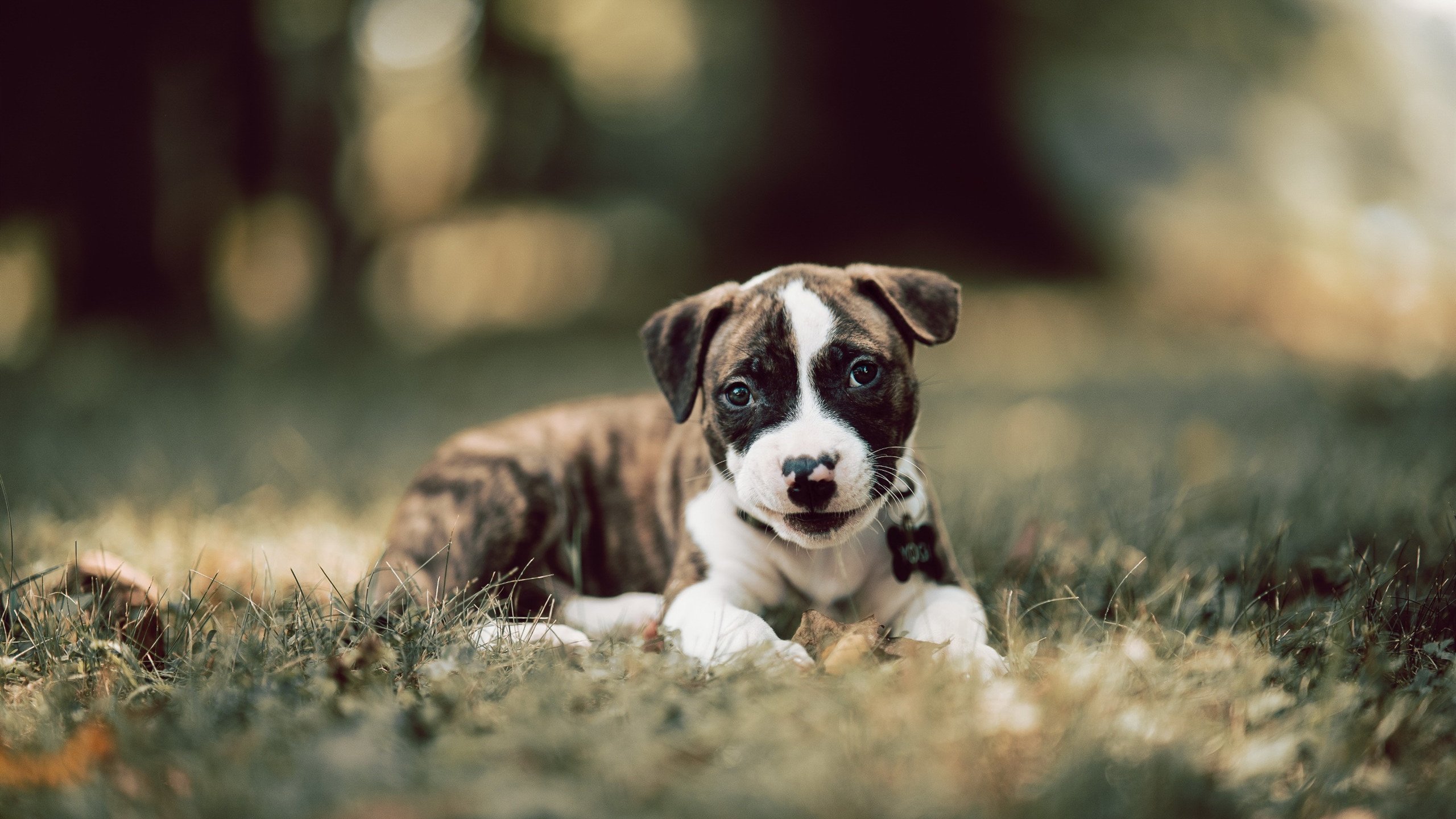 提前两年,在加的夫的一场谋杀与继承,卡塞米罗如何于2026年接管世界