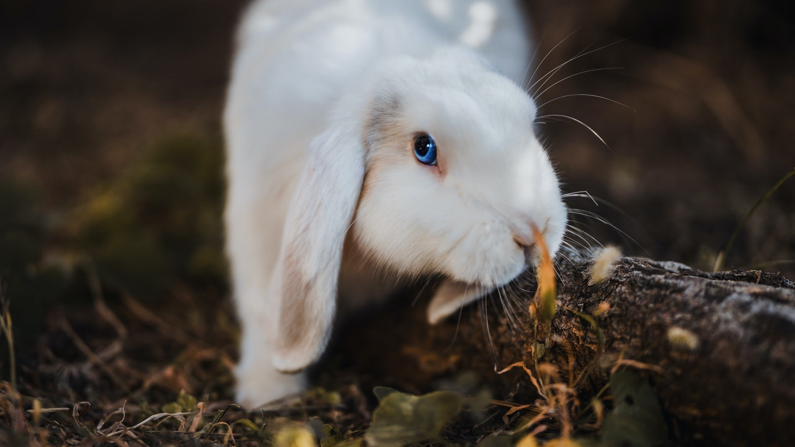 铁骑踏破北岸花园,马克西致命一击,独行侠客场偷走绿军胜利